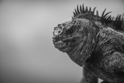 Black and white photo of a marine iguana, on  isabela island, galapagos islands