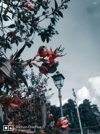 Low angle view of flowering plant against sky