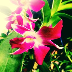 Close-up of flower blooming outdoors