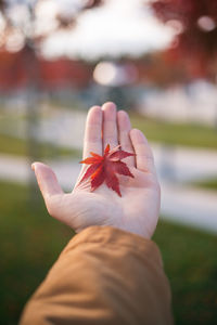 Close-up of hand holding maple leaves during autumn