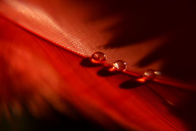 Full frame shot of red leaf on table