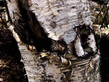 Close-up of mushrooms growing on tree trunk in forest