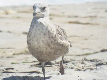 Close-up of seagull on beach