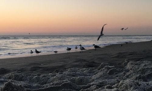 Birds flying over beach against sky during sunset