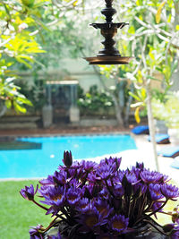 Close-up of purple flowers