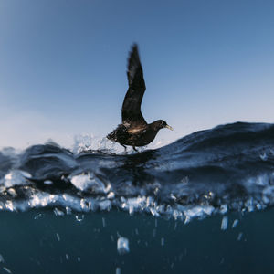 Bird flying over sea against clear sky