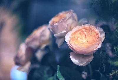 Close-up of rose flower