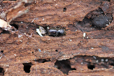 High angle view of snail