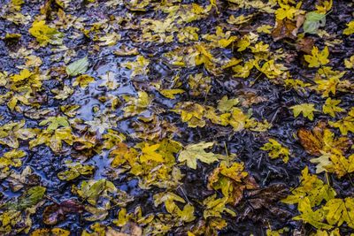 Full frame shot of leaves