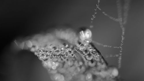 Close-up of water drops on plant