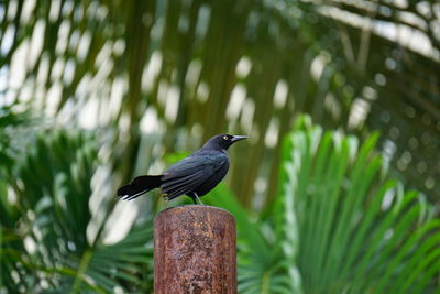 Close-up of bird perching on tree