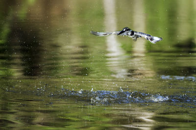 Bird flying over water