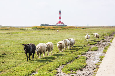 Horses on field