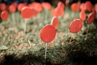 Close-up of red poppy flowers on field