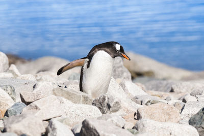 Close-up of penguin on rock