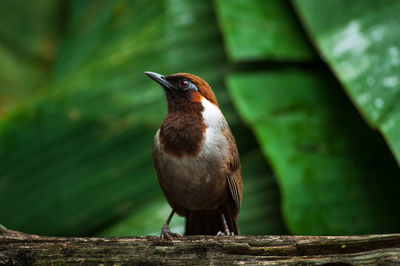 Close-up of bird perching on plant