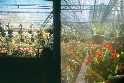Plants growing in greenhouse