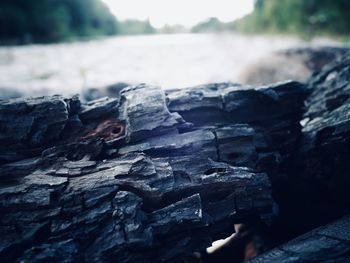 Close-up of log on rock