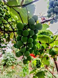 Grapes growing in vineyard