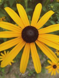 Close-up of yellow flower blooming outdoors