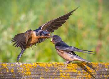 Close-up of bird flying against blurred background