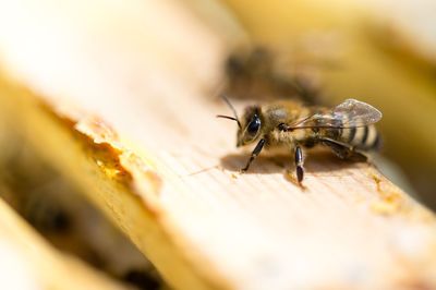 Close-up of insect