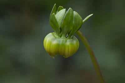 Close-up of flower bud