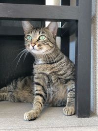 Portrait of cat sitting outdoors