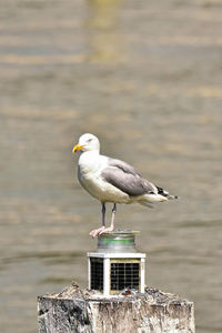 Seagull perching on wooden post