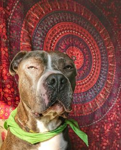 Close-up portrait of a dog looking away