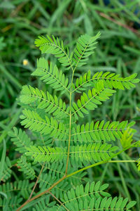 High angle view of fern leaf