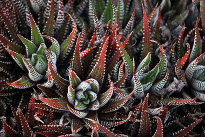 Full frame shot of succulent plant