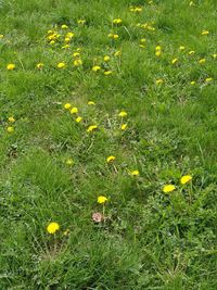 High angle view of yellow flowering plants on field