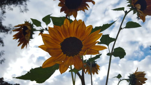 Close-up of sunflower