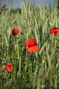 Close-up of red poppy blooming in field