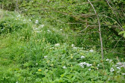 White flowers growing on field