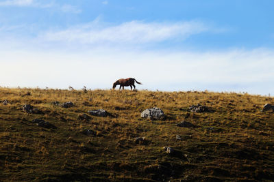 Horses grazing in a field