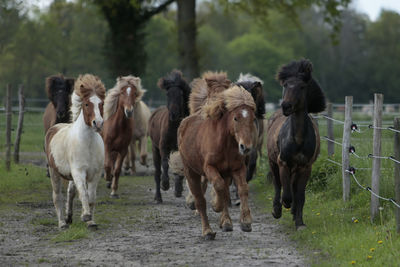 Horses standing in a field