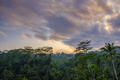 Plants growing on land against sky during sunset