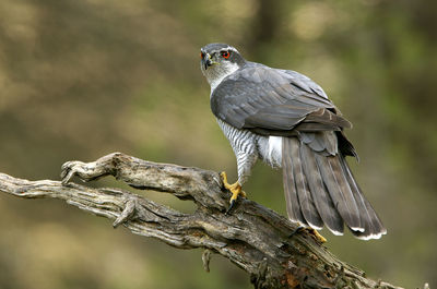 Close-up of bird perching on branch