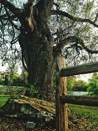 Trees growing in a park