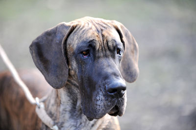 Close-up of dog looking away