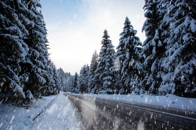 Snow covered road amidst trees against sky