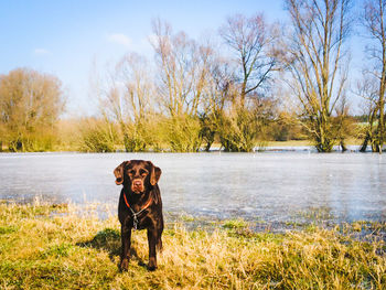 Portrait of dog on field by lake against sky