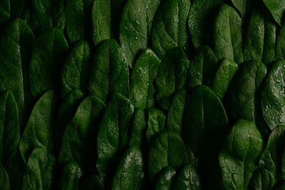 Full frame shot of green spinach leaves 
