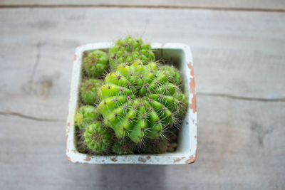 High angle view of succulent plant