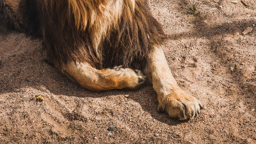 Close-up of a horse