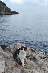 Scenic view of sea against sky with cat 