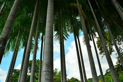 Low angle view of palm trees against sky