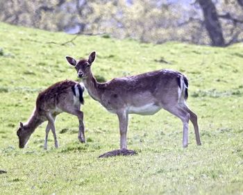 Deer standing on field